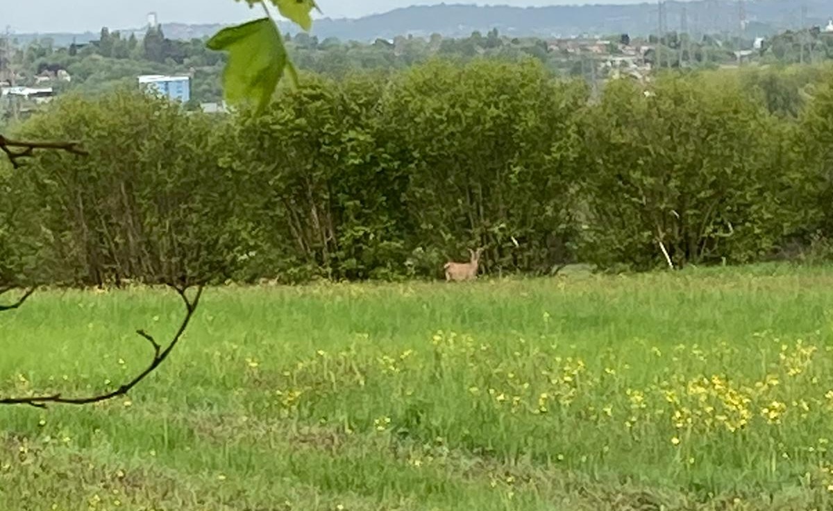 Photo of deer on Peak House Farm.